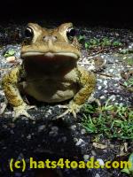 /home//u458753944/public_html/sourcegallery////Roxborough Toad Detour/2021/2021-03-31/P3310151.JPG